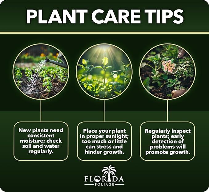 Carolina Sapphire | 2 Extra Large 3 Gallon Trees | Cupressus arizonica 'Carolina Sapphire' | Privacy Screen | Fast-Growing Evergreen Plants for Landscaping