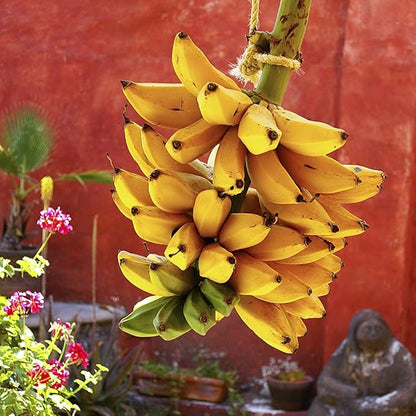 Seeds Ornamental Banana Tree Indoor Dwarf Perennial Flowers Non GMO