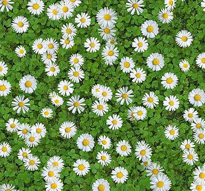 Mixed English Daisy Seeds - Beautiful Lawn Addition