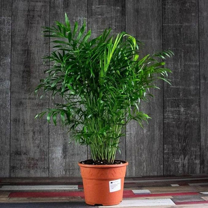 Seeds Parlor Palm (Chamaedorea elegans) Perennial Tree