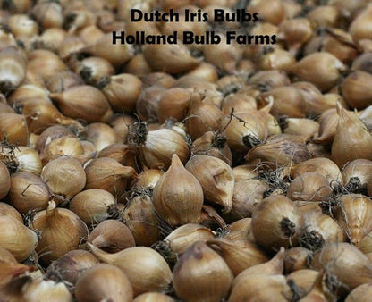 Mixed Tall Dutch Iris - 25 Bulbs