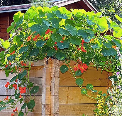 Red and Yellow Climbing Nasturtium Seeds - 60 Seeds
