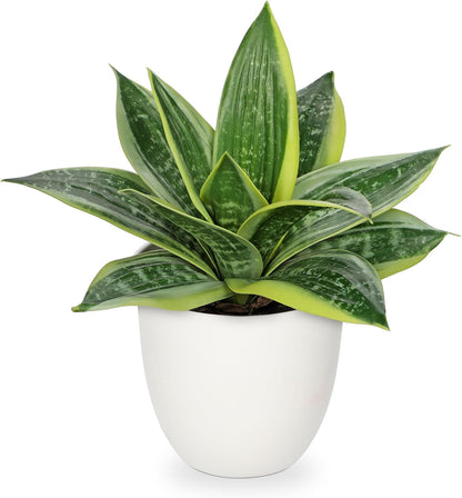 Hollyone Artificial Snake Plants 9" Faux Agave Succulent Plant Potted in White Pot Fake Sansevieria Aloe Tropical Plant for Desk Modern Office Home Bathroom Indoor Outdoor Decor