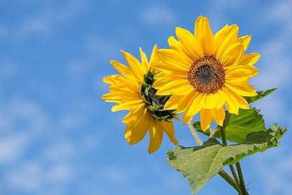 50 Slightly Assorted Flower Seeds! – Great for Bees, Birds, and Butterflies! – Includes 10+ Varieties of USA Grown & Non-GMO Seeds! – May Include Forget-Me-Nots, Marigolds, Wildflowers, and More