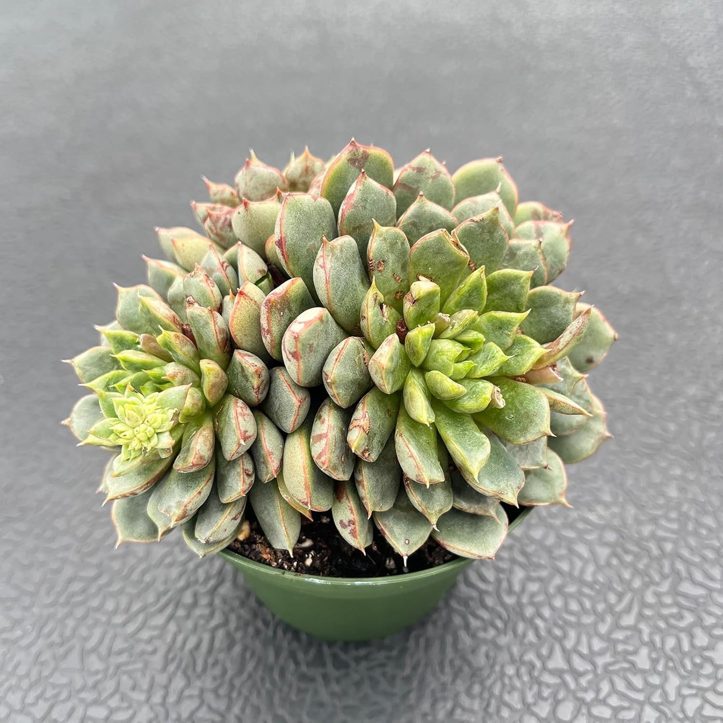 Live Succulents Echeveria 'Firework' (4-inch), Succulent Plants Fully Rooted in Pots with Soil, Easy-Care House Plant for DIY, Home Office Decor, Wedding Party Favor