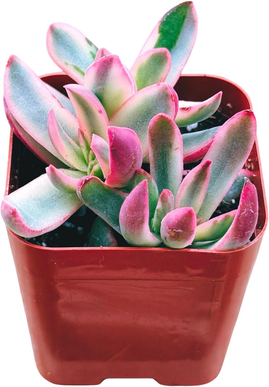 Succulents Plants Live 2inch Live Mini Succulent Plants, Easy Care House Plants Rooted in Succulent Soil Mix, by The Succulent Cult (Crassula 'Candy Cane', 2 Inch)