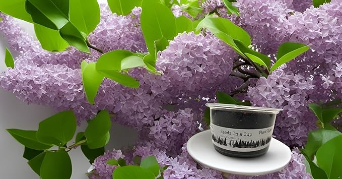Seeds In A Cup- Tree Growing Kit (Lilac)- Plastic Planter
