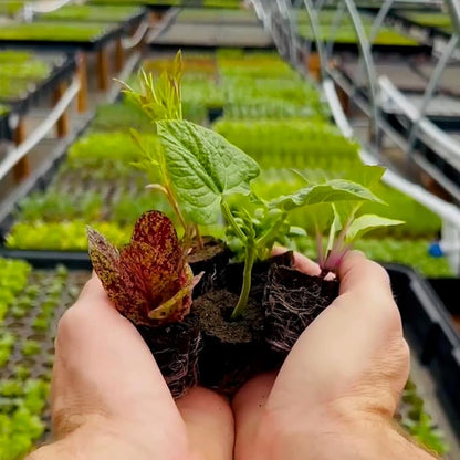 Farmers Bundle: Ready-to-Plant Seedlings, Starts, Plugs, Garden-Ready, Live Plants, Transplants, Pre-sprouted, for Soil & Hydroponic Gardens (Large (60 seedlings))