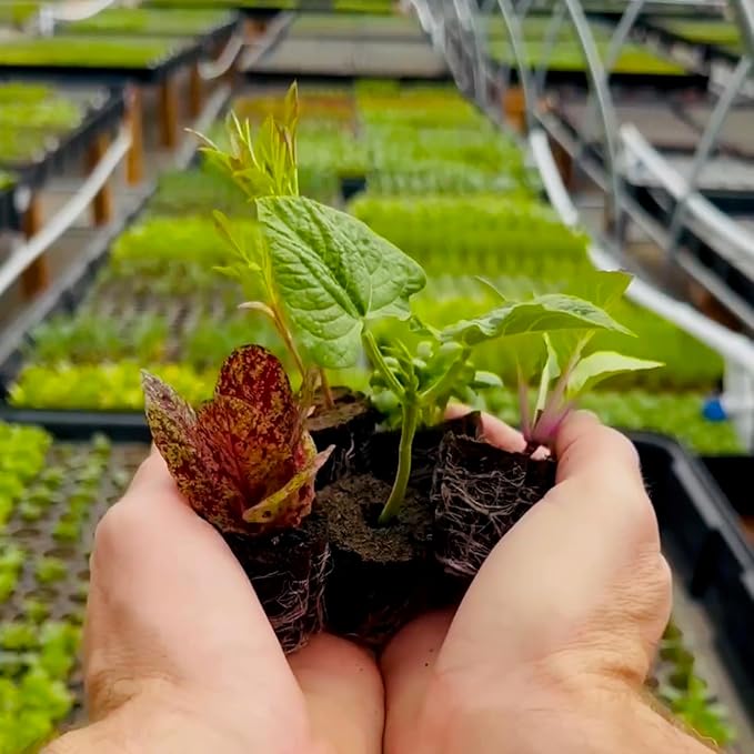 Veggie Seedlings: Ready-to-Plant Seedlings, Starts, Plugs, Garden-Ready, Live Plants, Transplants, Pre-sprouted, for Soil & Hydroponic Gardens (XL (120 seedlings))