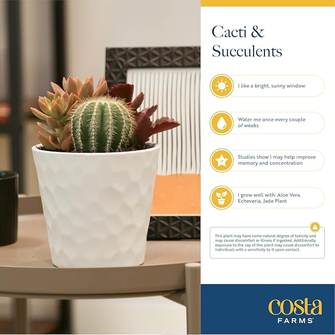 Costa Farms Mini Succulent DIY Heart Kit Fully Rooted, 2-inch Live Indoor Plant, 4-Inches Tall, Heart Frame DIY Kit, Housewarming Gift, Room Decor