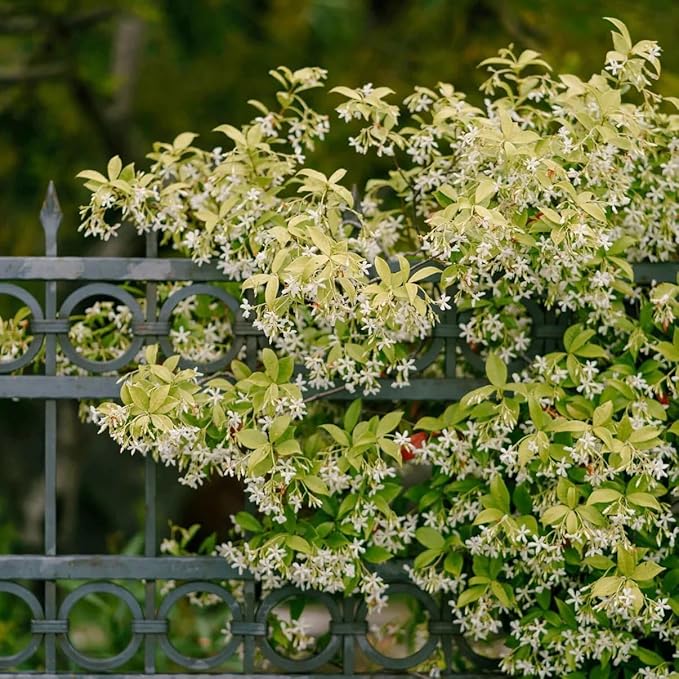 Star Jasmine/Confederate Jasmine - Trachelospermum Jasminoides. Live. Fragrant Flowers. (2 Plants in Cup)