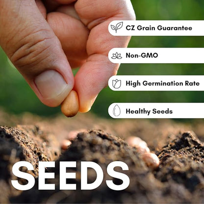 Mixed Color Hollyhock Seeds for Planting - 100+ Seeds - Long Blooming Period in All Zones