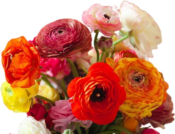 Easy to Grow Ranunculus Tecolote Picotee Mix 10 Plant Bulbs - Beautiful Bicolor Picotee Flowers in Spring, Full Sun Outdoor Zones 8-10 Mediterranean, Carlsbad Flower Fields