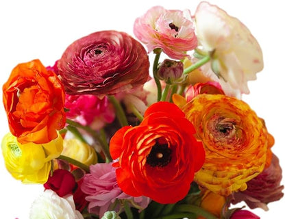 Easy to Grow Ranunculus Tecolote Picotee Mix 10 Plant Bulbs - Beautiful Bicolor Picotee Flowers in Spring, Full Sun Outdoor Zones 8-10 Mediterranean, Carlsbad Flower Fields