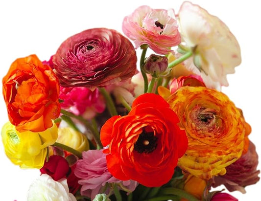 Easy to Grow Ranunculus Tecolote Picotee Mix 10 Plant Bulbs - Beautiful Bicolor Picotee Flowers in Spring, Full Sun Outdoor Zones 8-10 Mediterranean, Carlsbad Flower Fields