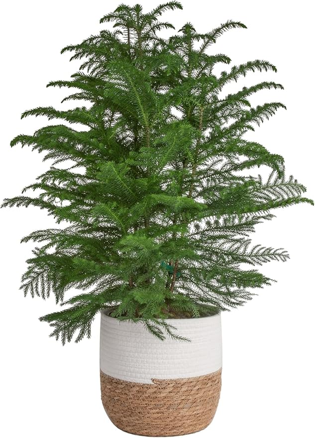 Costa Farms Live Christmas Tree, Large Norfolk Island Pine in Premium Indoor Décor Plant Pot, Houseplant Christmas Decoration, Christmas Gift or Room Decor, 3 Feet Tall