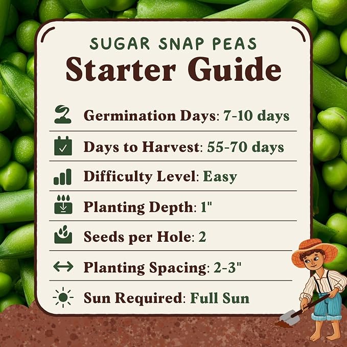 Seedboy Organic Sugar Snap Pea Seeds for Planting Indoor and Outdoor, Non-GMO and USDA Certified Vegetable Seed Packet for Hydroponic Garden Indoor or Planting Outdoors (Sugar Snap Peas)