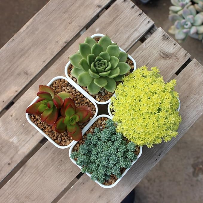 BangQiao 60 Pack 3.15 Inch Small White Plastic Square Nursery and Seedling Pot with Drainage Hole for Germination, Cactus, Herb, Succulent