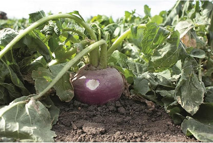 Ani-Logics Outdoors Seeds of Science Pro Brassica Blend (8)