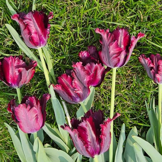 10 Tulip Bulbs for Fall Planting Bulk, Tulip Bulb, Perennial Flower Bulbs for Garden Growing, Tulip Bulbs Bulk (Black Parrot)