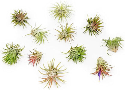 12 Pack Air Plants Ionantha Mexican-Colors and Shape Varies Due to Seasonality-Live Tillandsia Succulent for House Air Plants Holder-Available in Wholesale and Bulk-Easy Care Indoor and Outdoor Plants