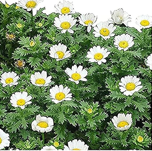 6000 Creeping Daisy Seeds - Annual, Full Sun Daisy
