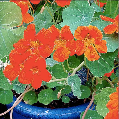 Peach Melba Nasturtium Seeds - Yellow with Streaks - 45 Seeds