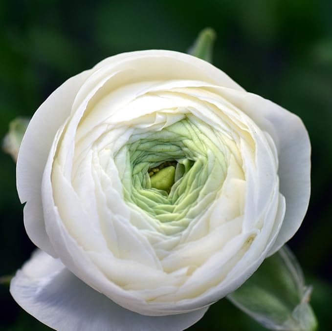 Easy to Grow Ranunculus Tecolote White - 10 Plant Bulbs, White Flowers in Spring, Full Sun Mediterranean Carlsbad Flower Fields