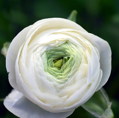 Easy to Grow Ranunculus Tecolote White - 10 Plant Bulbs, White Flowers in Spring, Full Sun Mediterranean Carlsbad Flower Fields