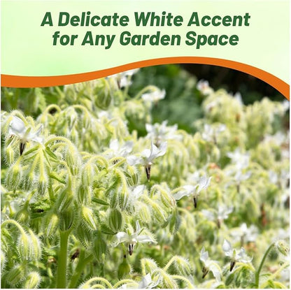 Outsidepride White Borage Seeds for Planting – 1000 Pcs. Annual, Drought-Tolerant Herb Seeds with Star-Shaped Blooms, Attracts Bees for Pollinator Gardens, Summer Teas, Decoration & Culinary Use