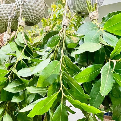 Bay Leaf Tree Live Plant, Laurus Nobilis Live Plant, Sweet Bay Laurel Plant Bay Leaf Plant Live Herbs Growing Indoor Outdoor