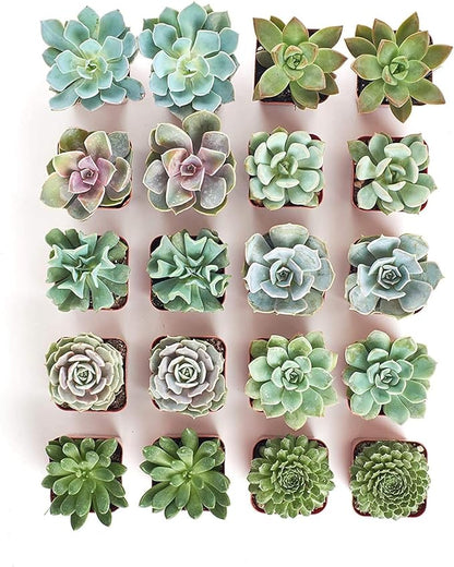 Shop Succulents Rosette Succulent Plant Pack Bulk Collection - Live Mini Succulent Plants, Low Maintenance, Floral Shaped Mix of Colors & Textures - Wedding and Party Favors, Gift & Garden, Pack of 20