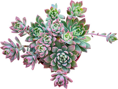 Sprout N Green Sedeveria Markus, Live Succulent Fully Rooted in 4inches Pots with Soil Mix, Rare House Plant for Home Office Wedding Hanging Decoration, DIY Projects, Party Favor
