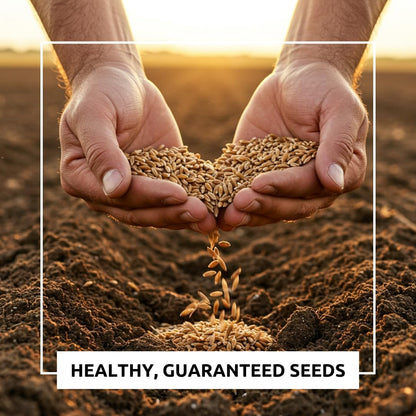 Perennial Ryegrass Seeds for Planting - Premium Quality Non-GMO Grass Seed for Lawns, Pastures, and Sports Fields (2 Pounds)