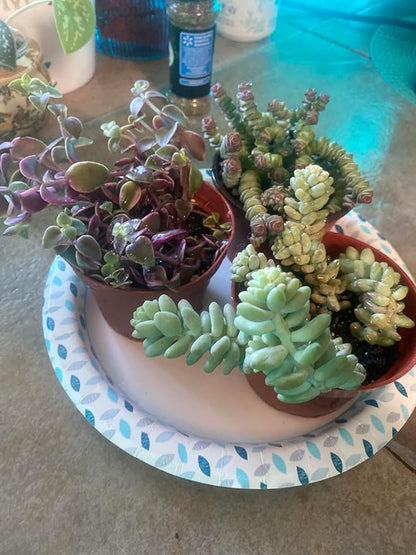 Sprout N Green Calico Kitten | Crassula Pellucida Variegata, 4in Live Succulent Fully Rooted with Soil Mix, Rare House Plant for Home Holiday Wedding Garden Decor, DIY Projects, Party Favor