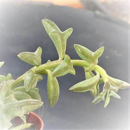 String of Dolphins in 4 inch Nursery Planter, Live Succulent Plant Fully Rooted in Pots with Soil, Rare House Plant for Home Office Wedding Decoration DIY Projects Party