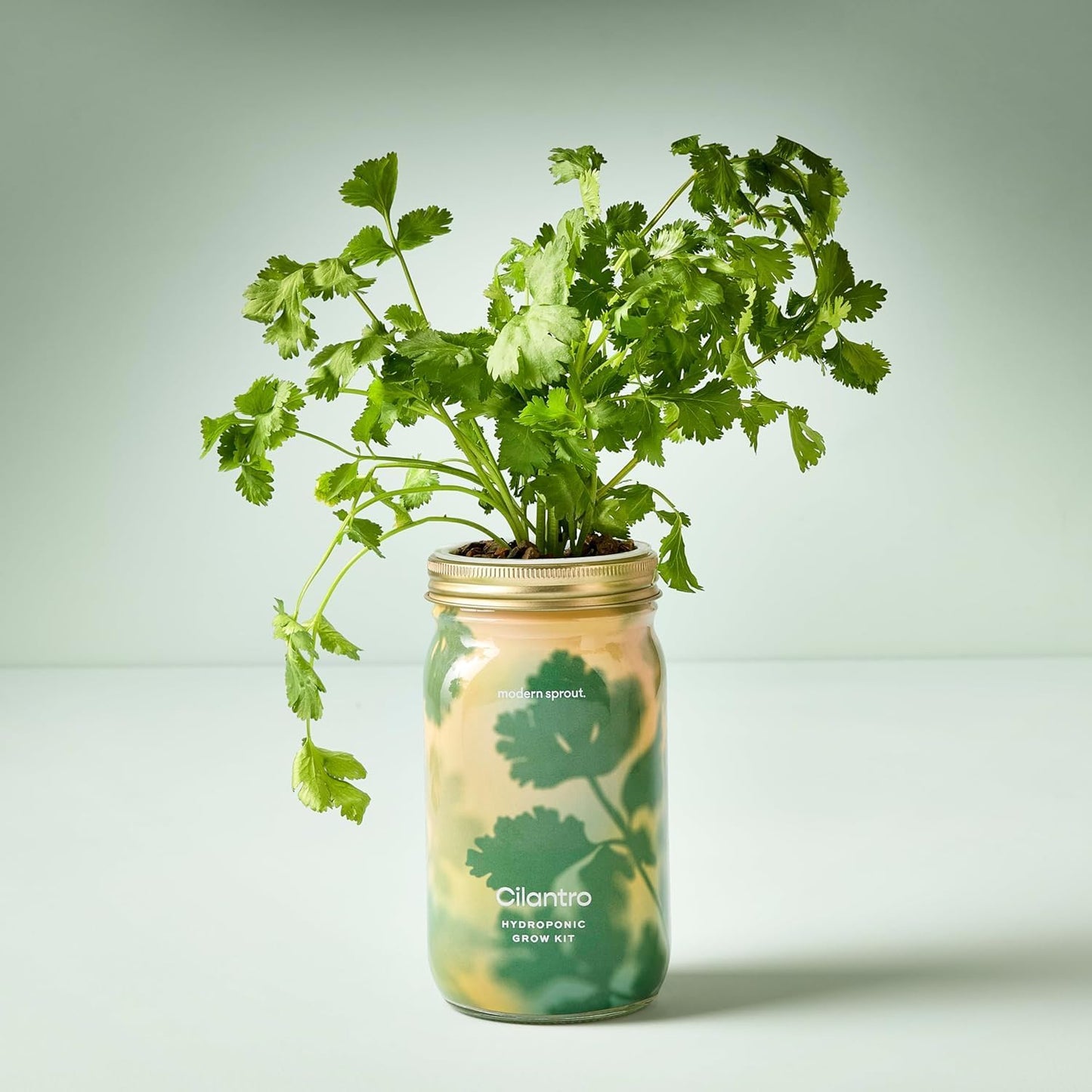 Modern Sprout Mason Garden Jar + Replant Kit - Self-Watering Hydroponics Growing System Kit w/Organic Herb Seeds - Jar Planter for Indoor Herb Garden - Seed Starter - Home Decor Gifting - Cilantro