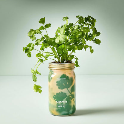 Modern Sprout Mason Garden Jar + Replant Kit - Self-Watering Hydroponics Growing System Kit w/Organic Herb Seeds - Jar Planter for Indoor Herb Garden - Seed Starter - Home Decor Gifting - Cilantro