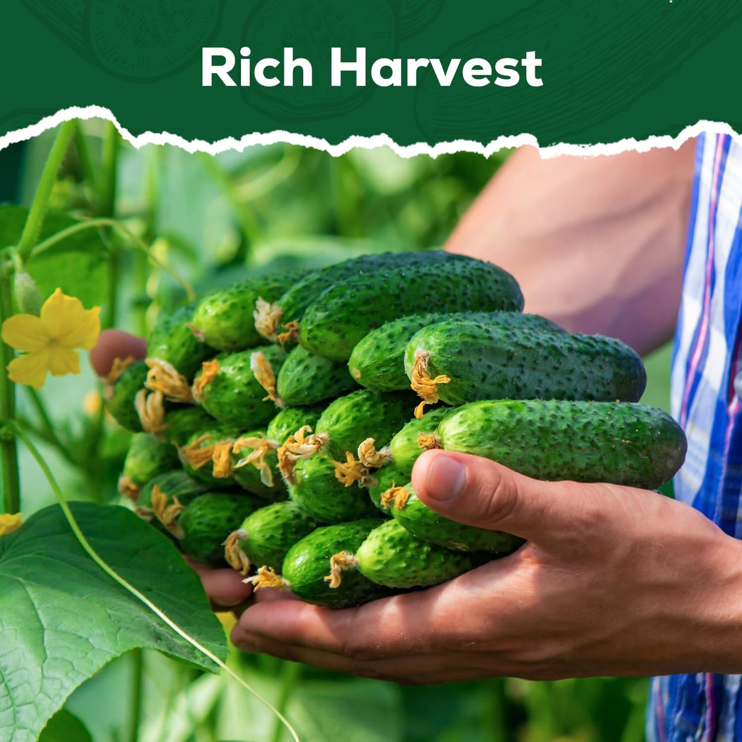 Marketmore Cucumber Seeds for Planting - 100 Seeds, Heirloom, Non-GMO Seed Packet - High Yield Slicing Cucumber for Home Garden, Indoor/Outdoor