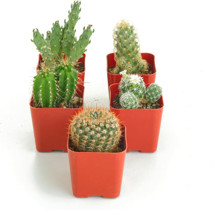 Shop Succulents | Can't Touch This Collection | Assortment of Hand Selected, Fully Rooted Live Indoor Cacti Plants, 5-Pack
