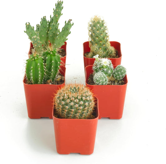 Shop Succulents | Can't Touch This Collection | Assortment of Hand Selected, Fully Rooted Live Indoor Cacti Plants, 5-Pack