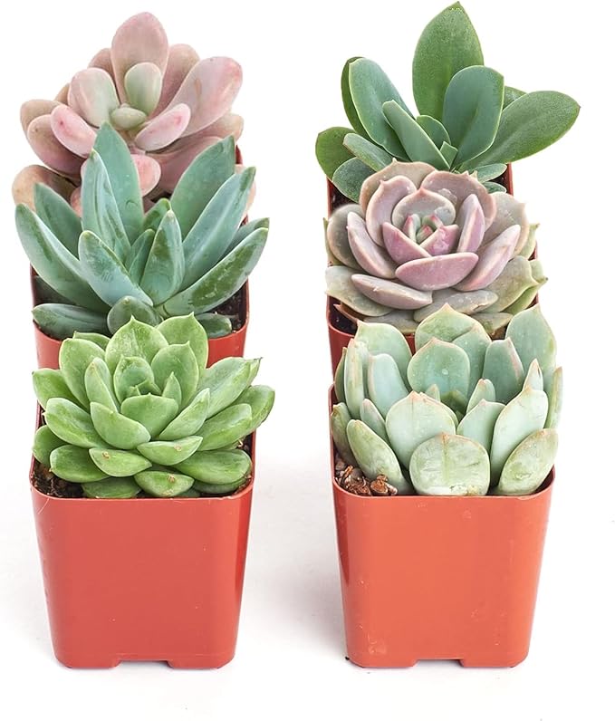 Shop Succulents Rosette Succulent Plant Pack Collection - Live Mini Succulent Plants, Low Maintenance, Floral Shaped Mix of Colors & Textures - Wedding and Party Favors, Gift & Garden, Pack of 6