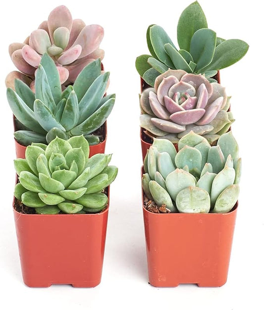 Shop Succulents Rosette Succulent Plant Pack Collection - Live Mini Succulent Plants, Low Maintenance, Floral Shaped Mix of Colors & Textures - Wedding and Party Favors, Gift & Garden, Pack of 6