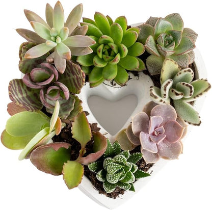 Costa Farms Mini Succulent DIY Heart Kit Fully Rooted, 2-inch Live Indoor Plant, 4-Inches Tall, Heart Frame DIY Kit, Housewarming Gift, Room Decor