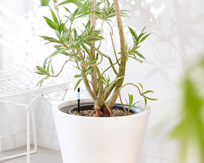 (Amazon Limited 5-Piece Set) Cabinoche SUSTEE Watering Checker Susty Set of 5 L Black Can Be Checked by Just Pointing to Check Watering Timing for Home Plants, Gardening, Interior Decoration