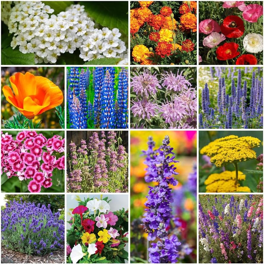 Park Seed Grow Your Own Vibrant Annual and Perennial Wildflower Garden Seed Mixture, Easy to Grow Varieties for Pollinators and Spring Gardens - Deer Resistant Mix, 1/4 lb