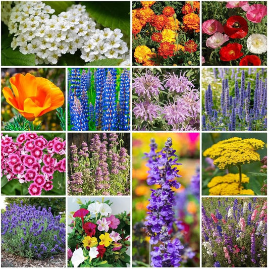 Park Seed Grow Your Own Vibrant Annual and Perennial Wildflower Garden Seed Mixture, Easy to Grow Varieties for Pollinators and Spring Gardens - Deer Resistant Mix, 25 lbs