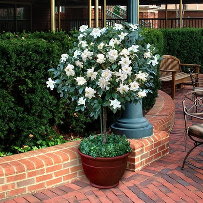Gardenia Mystery - Gardenia Jasminoides. Hardy Evergreen Shrub with Large, Sweetly Fragrant White Flowers, Ideal for Landscaping and Container Gardening (2 Gardenia Mystery Plants in Cup)
