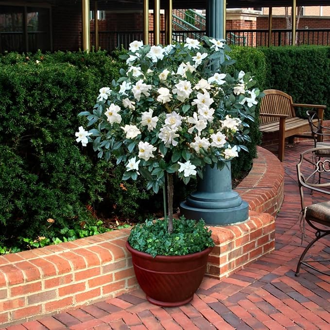 Gardenia Veitchii - Everblooming - Gardenia Jasminoides. Fragrant Evergreen Shrub with Glossy Foliage and Pure White Blooms, Perfect for Pots, Borders, or Gardens (2 Gardenia Veitchii Plants in Cup)