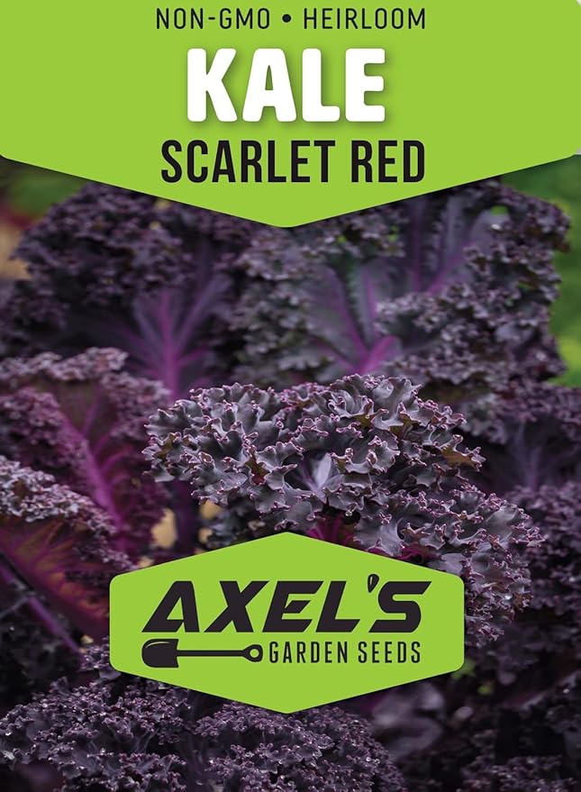 Scarlet Red Kale Seeds for Planting – Plant & Grow Heirloom Scarlet Red Kale in Home Outdoor Vegetable Garden, Brassica oleracea – 5 Packets